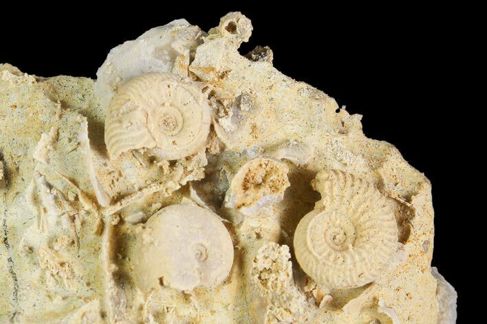 Exquisite Miniature Ammonite Fossil Cluster - France #92514